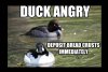 duck-angry.jpg